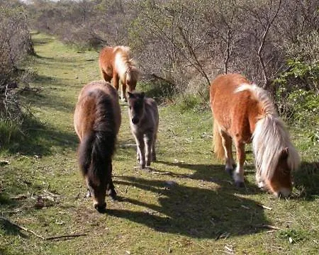 Vakantievilla Het Dunehuys * De Panne