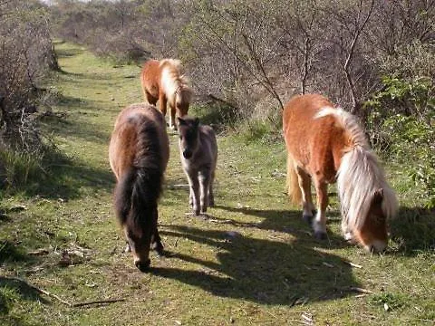 Vakantievilla Het Dunehuys * De Panne
